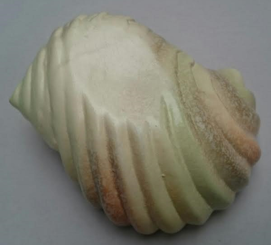 This looks like the 631 Shell vase - but it was made by Spartan - Page 2 Shell_10