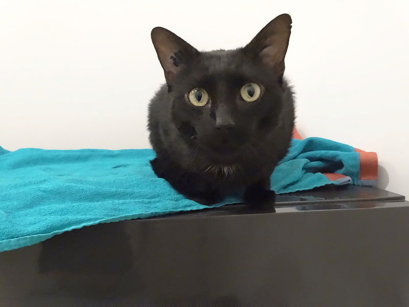 Filou, gentil chat noir en famille d'accueil, né en 2013 Dsc02312