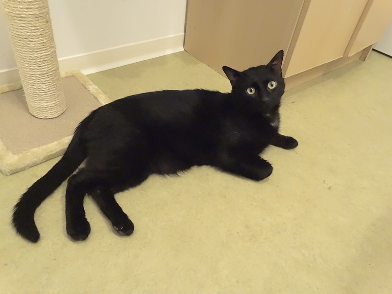 Filou, gentil chat noir en famille d'accueil, né en 2013 Dsc02313