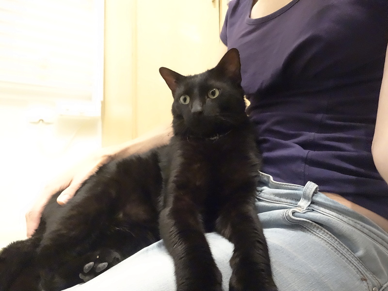 Filou, gentil chat noir en famille d'accueil, né en 2013 Dsc02315