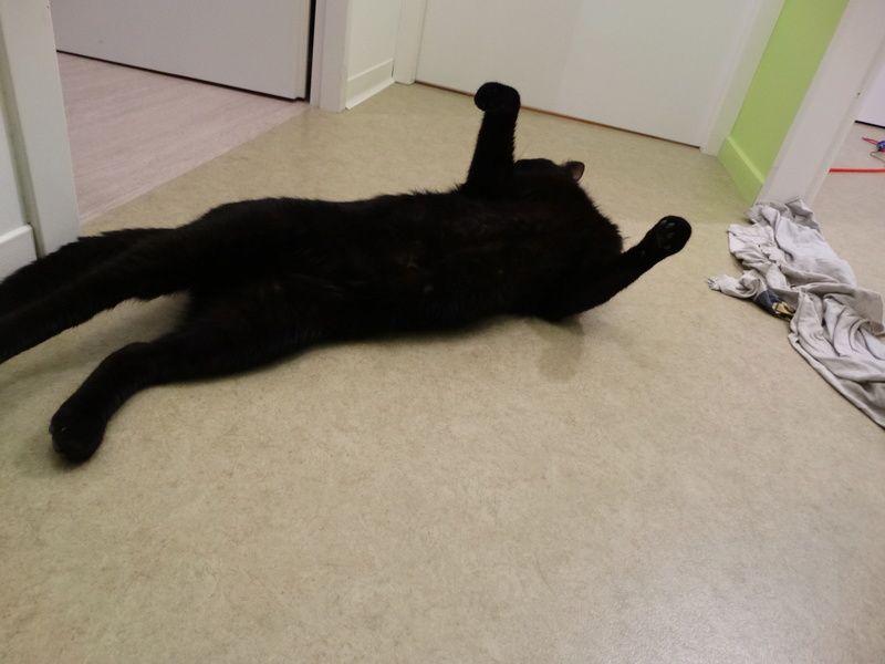 Filou, gentil chat noir en famille d'accueil, né en 2013 Filou_17
