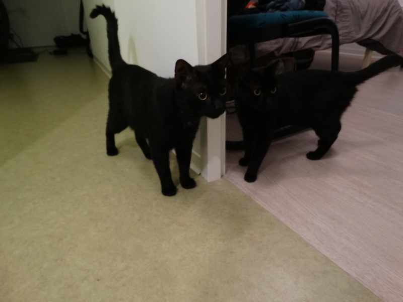 Filou, gentil chat noir en famille d'accueil, né en 2013 Filou_18