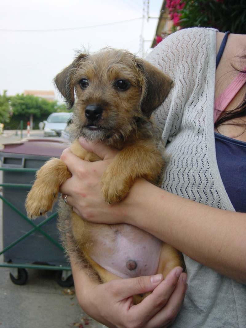 ADOPTE!    trouvé: chiot mâle croisé, environ 2 mois, plein centre ville, en train de pleurer Cogolin Chiot10