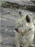 A classer: adoptée. CLARA, Cairn Terrier femelle 3 ans à faire adopter en compagnie d'un autre chien(impératif) Clara_10
