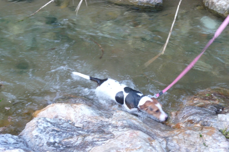 ADOPTé ! jack russell mâle Cogolin 83 P1020630