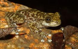 Australia: "Extinct" Frog Rediscovered Armour10