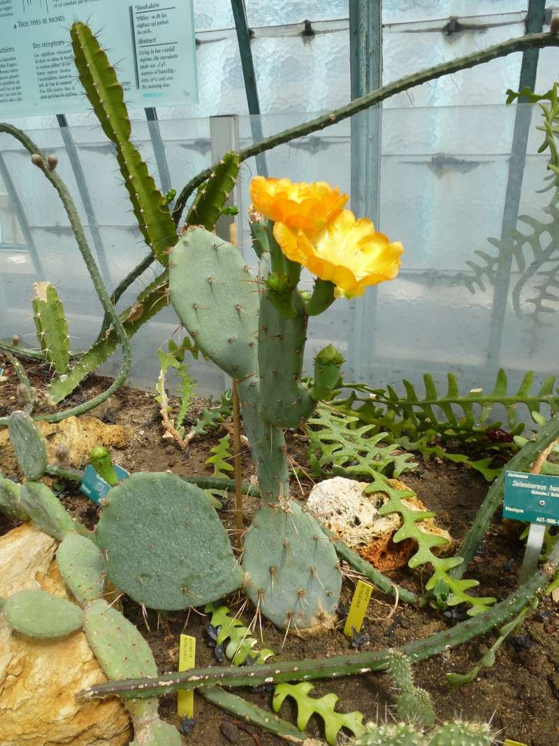 Opuntia beckeriana  P1200014