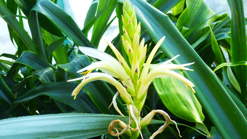 2 Pitcairnia P1210210