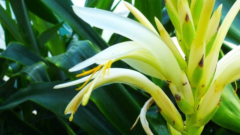 Pitcairnia sp. P1210211