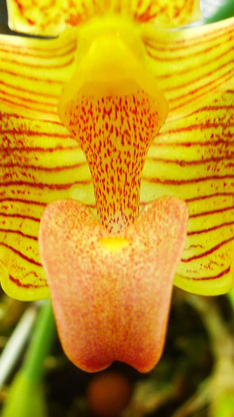 Bulbophyllum lobbii P1210228