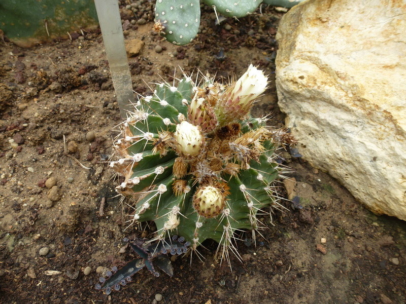 Echinopsis spiniflora  P1210415