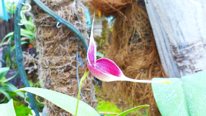 Bulbophyllum maxillare (= Bulbophyllum blumei) P1210420