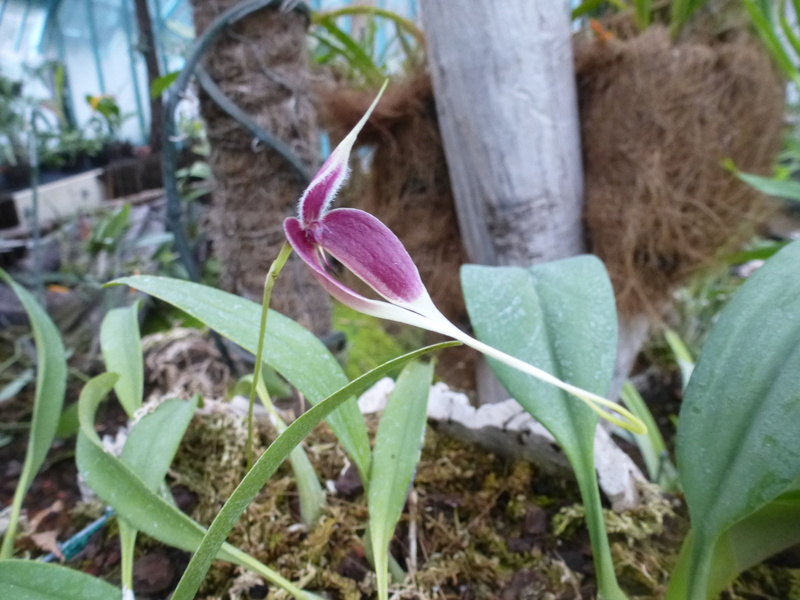 Bulbophyllum maxillare (= Bulbophyllum blumei) P1210514