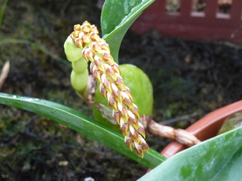 Bulbophyllum sicyobulbon  P1210613