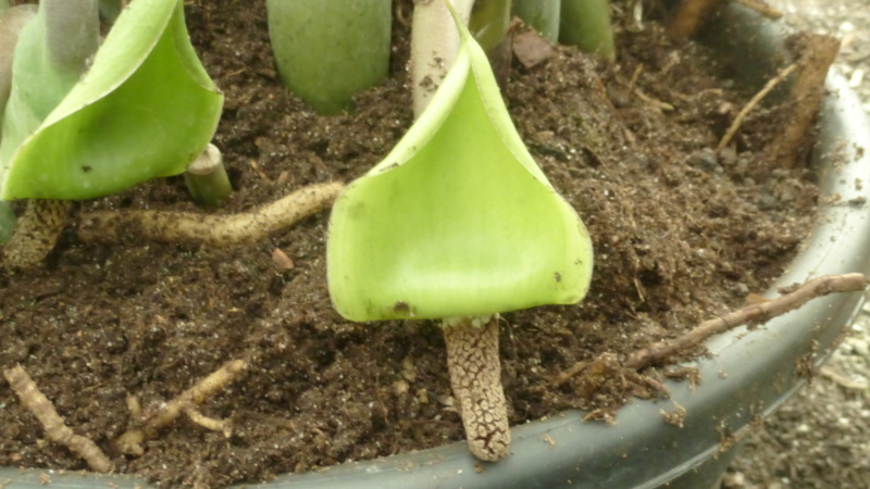 Zamioculcas zamiifolia (= Zamioculcas loddigesii) P1210617