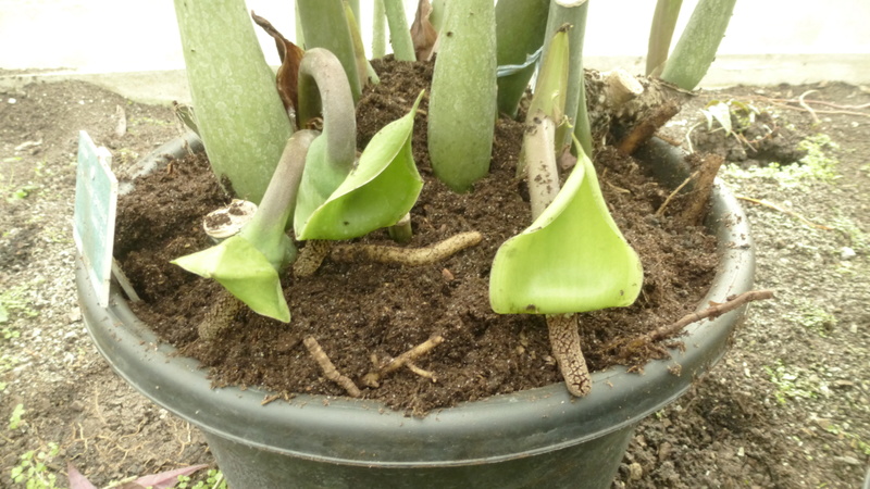 Zamioculcas zamiifolia  P1210619