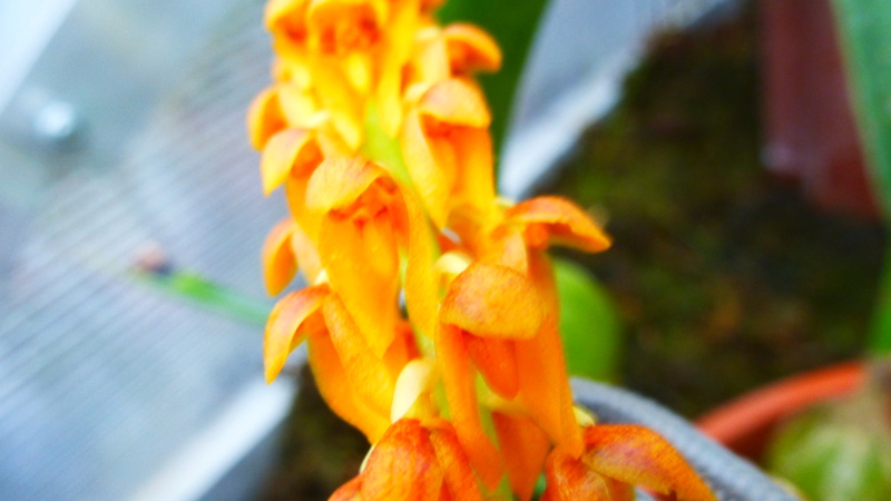 Bulbophyllum sicyobulbon  P1210710