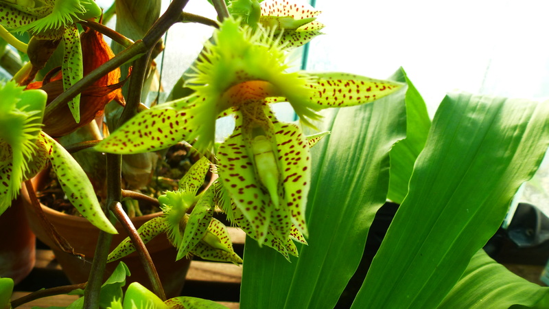 Catasetum fimbriatum bientôt en fleurs  P1210712