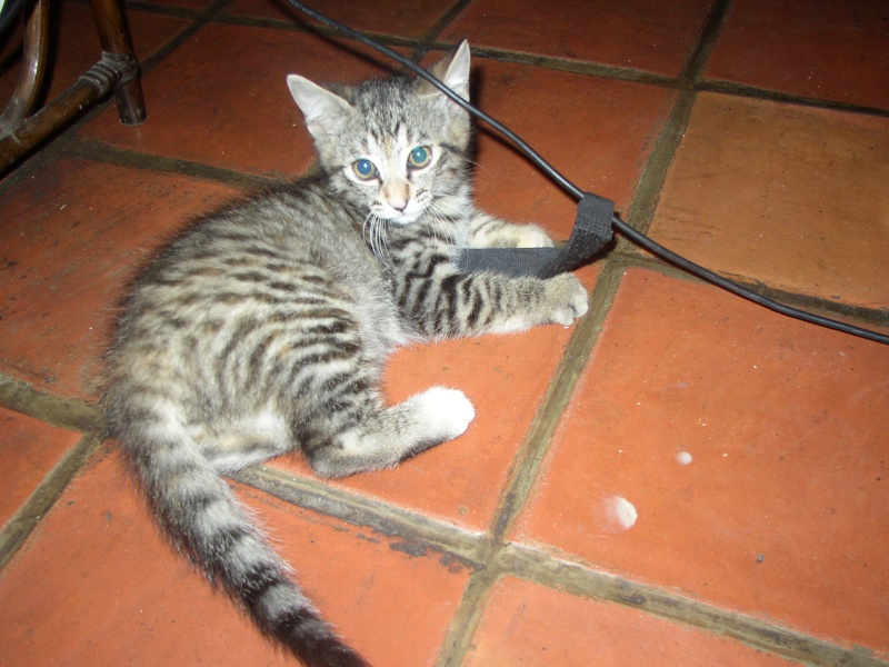 Mini-Miss, Chipie, Chrie, Oscar et Tigrou adorables chatons  adopter (64) P1010016