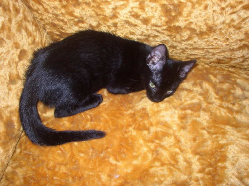 Mini-Miss, Chipie, Chrie, Oscar et Tigrou adorables chatons  adopter (64) P1010017
