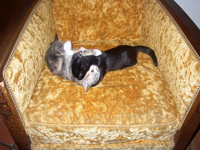Mini-Miss, Chipie, Chrie, Oscar et Tigrou adorables chatons  adopter (64) P1010018