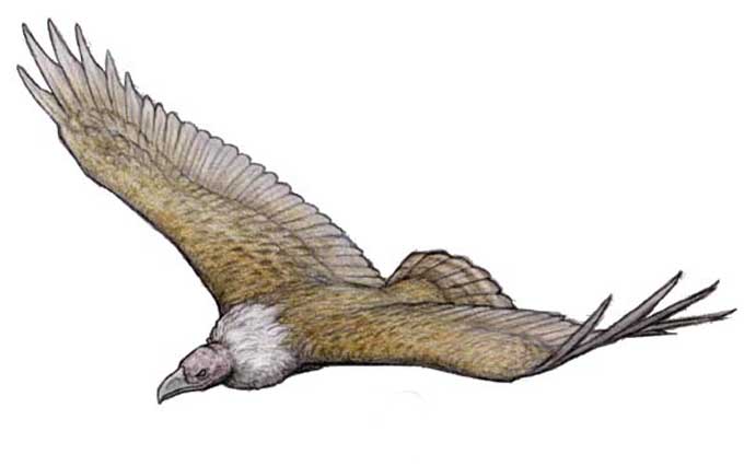 Argentavis Arugen10