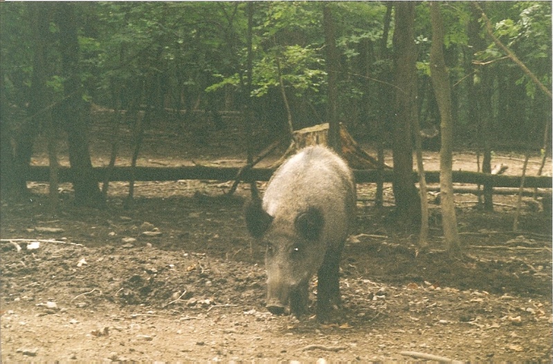 Photos de nature et d'animaux non domestiques - Page 11 Numari41