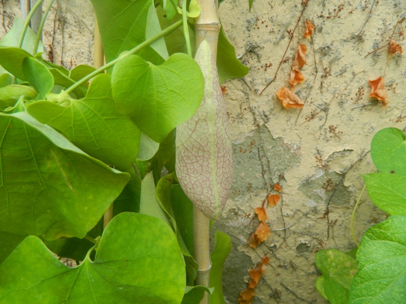 Aristolochia gigantea Aristo10