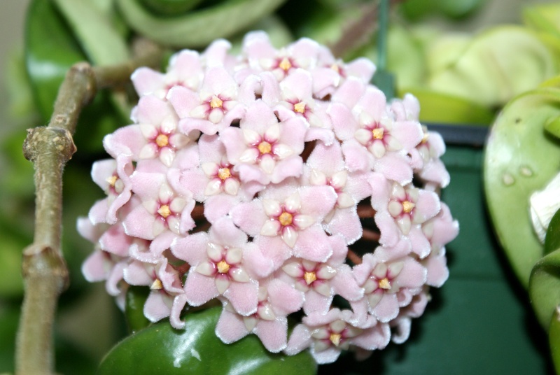 Hoya carnosa ' Crispa Variegata ' Dsc00035