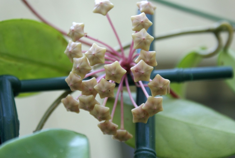 Hoya carnosa Dsc02034