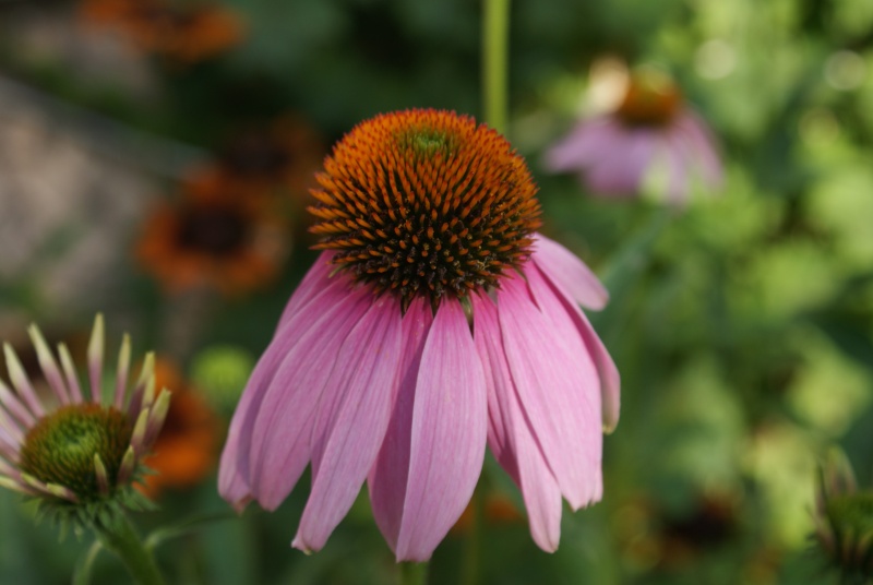 Rudbeckia rose (purpurea) Dsc02046