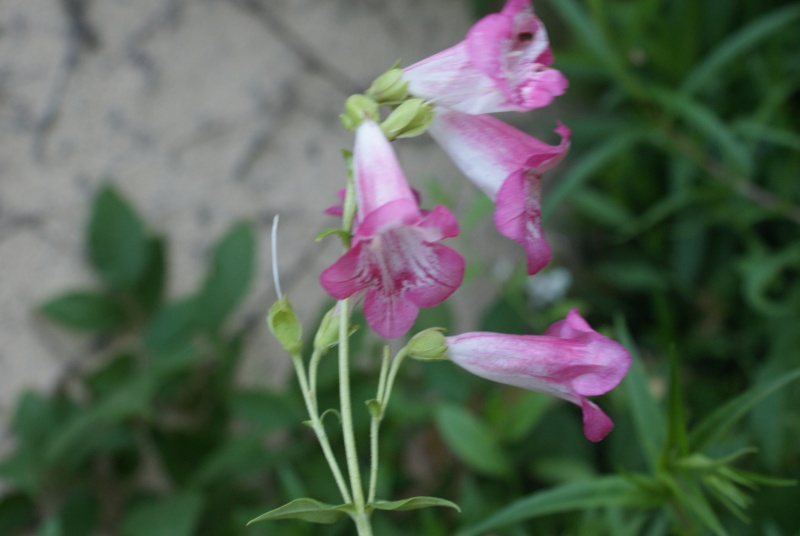 penstemon - Penstemon parme Dsc02131