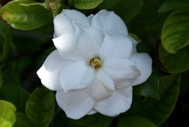 Gardenia jasminoides Dsc02157