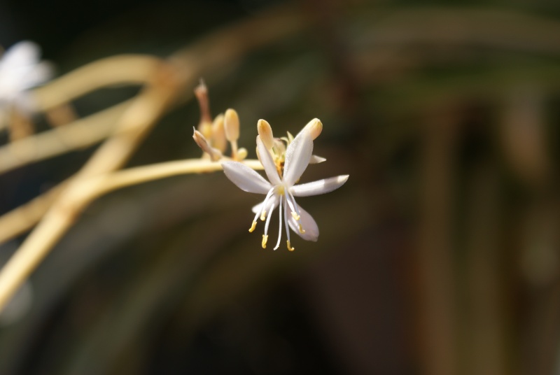 Chlorophytum ou plante araignée  Dsc02163