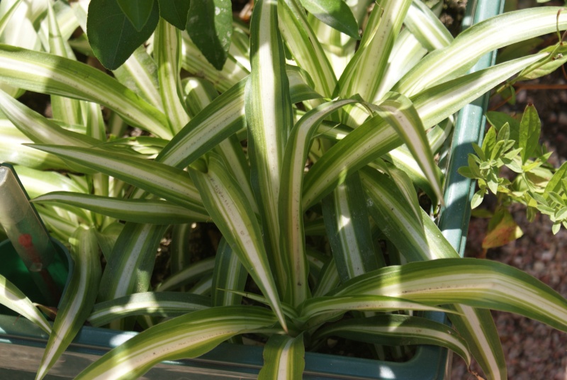 Chlorophytum ou plante araignée  Dsc02164