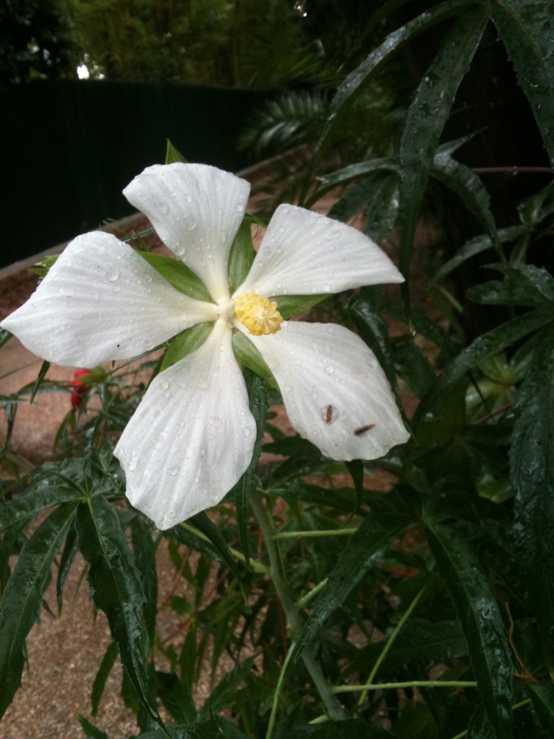 Hibiscus coccineus - Page 2 Hibisc18