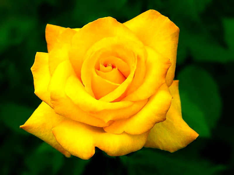 صور لأجمل الورود في العالم 4647ix10