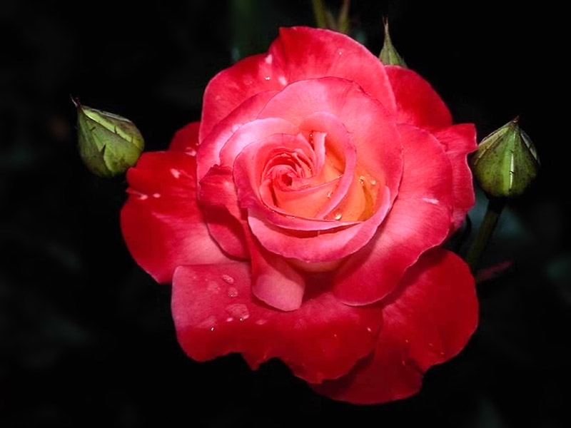 صور لأجمل الورود في العالم Wpview10