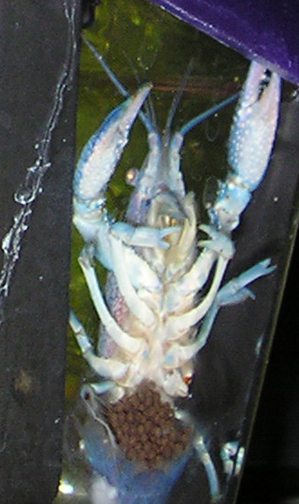 Procambarus alleni (Blue Morph) Eggs10