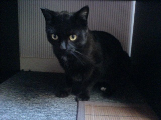 Vénus, jeune chatte noire d'un an Dsc03412