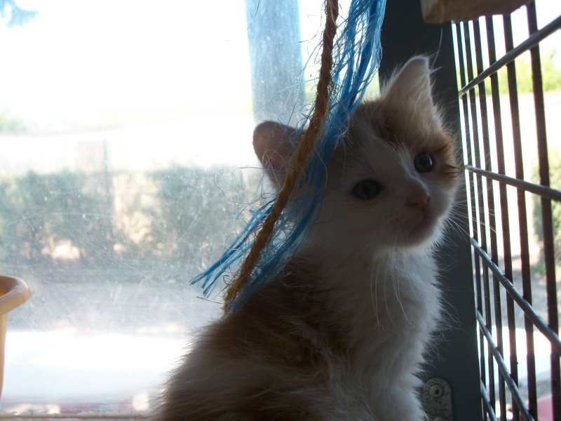 LOUSTIC (chaton mâle roux et blanc) 01112