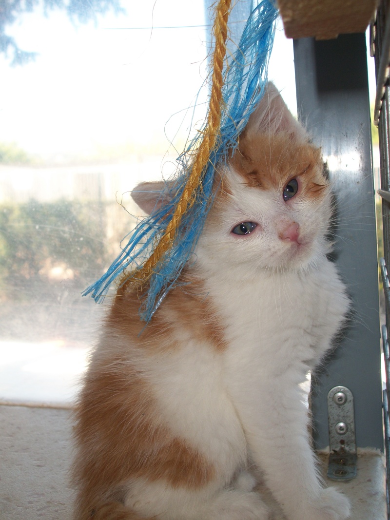 LOUSTIC (chaton mâle roux et blanc) 01312