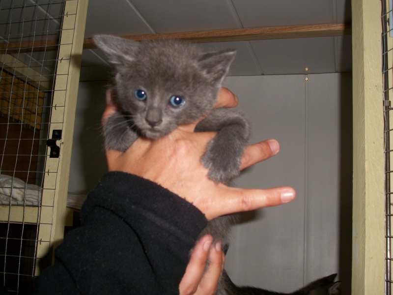 NINO (chaton mâle gris chartreux) réservé  02510