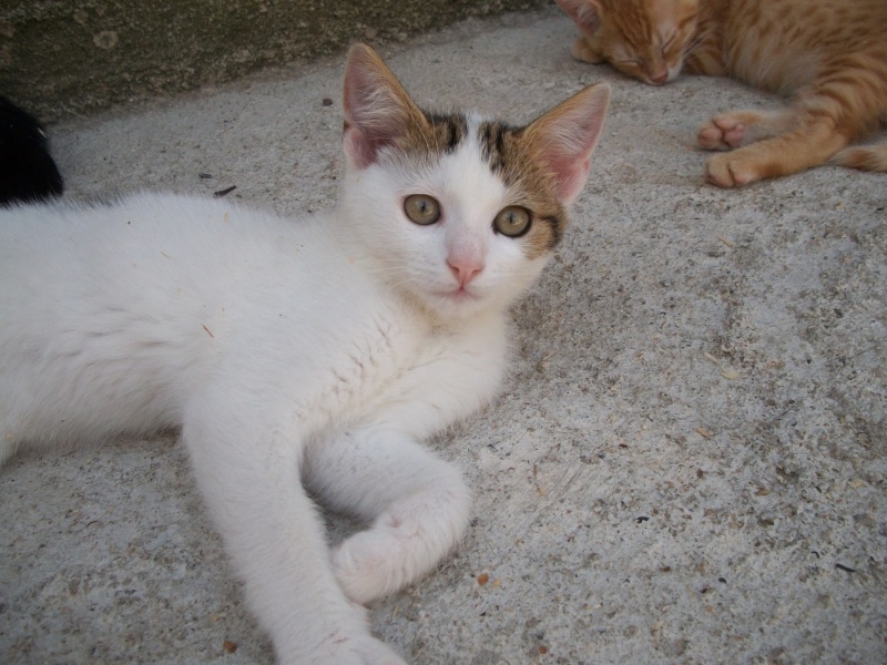 DARLING(chaton mâle blanc avec tâches marrons et noires) 101_2019