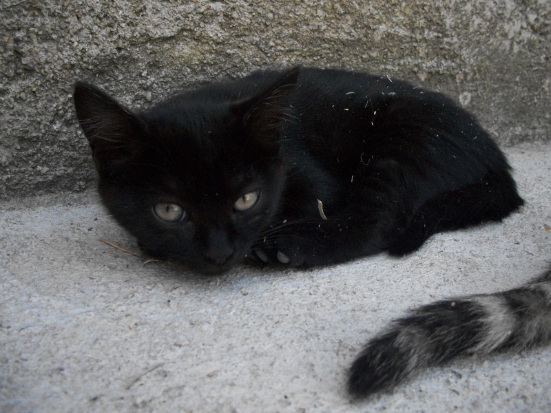 KANKA (chaton femelle noire) 101_2021