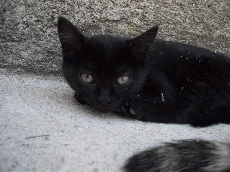 KANKA (chaton femelle noire) 101_2022