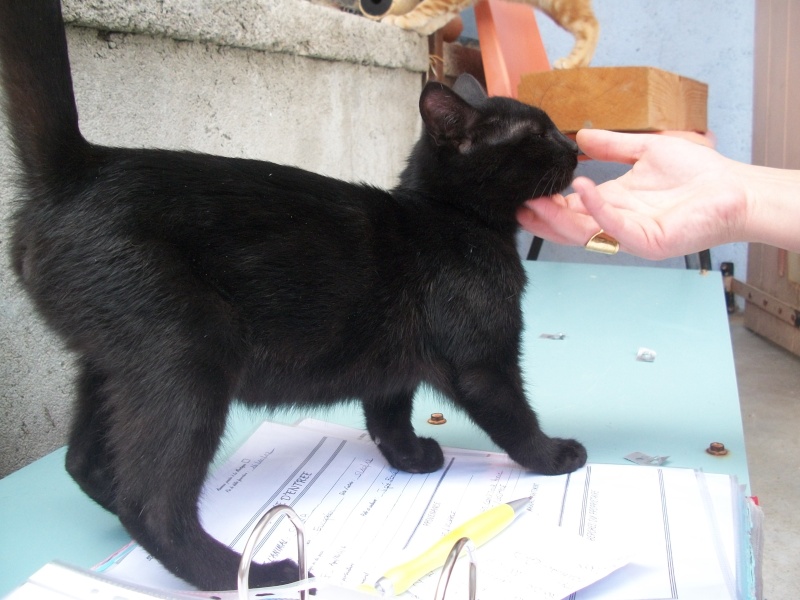 Ciam (chaton noir) 101_2748