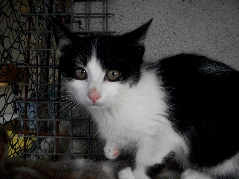 KIWI (chaton male noir et blanc) 101_2920