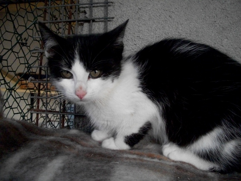 KIWI (chaton male noir et blanc) 101_2921