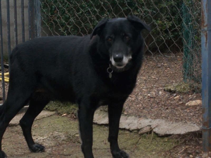 PATOCHE (croisé labrador) 17_00710